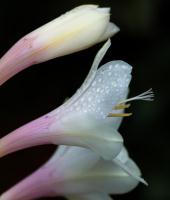 Watsonia�